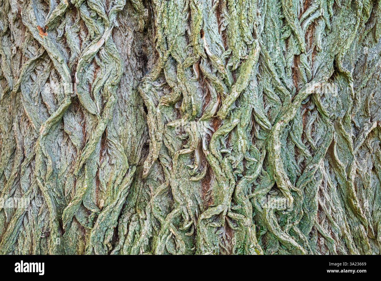 Eine Nahaufnahme der verdrehten, wurmartigen Muster auf der moosigen Rinde eines großen Baumstamms erzeugt eine faszinierende und abstrakte natürliche Textur Stockfoto