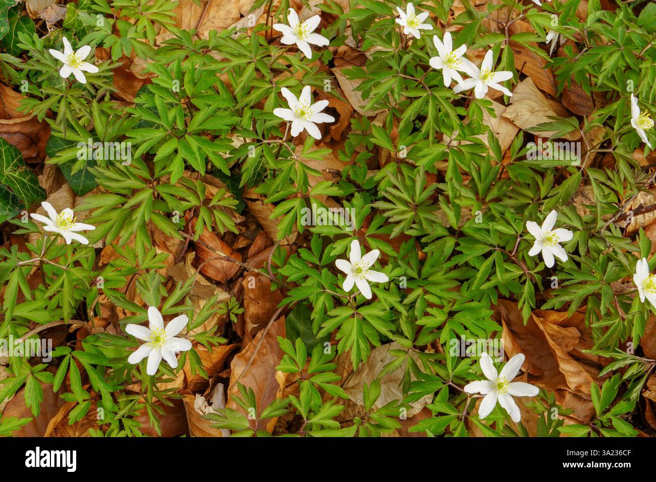 Anemone Ascherah (Holzanemone, Anemone nemorosa) im Frühjahr, schöne weiße Blumen, weiße Vorhänge frische Blumen. Toller Frühling. Mai der Jugend. Stockfoto