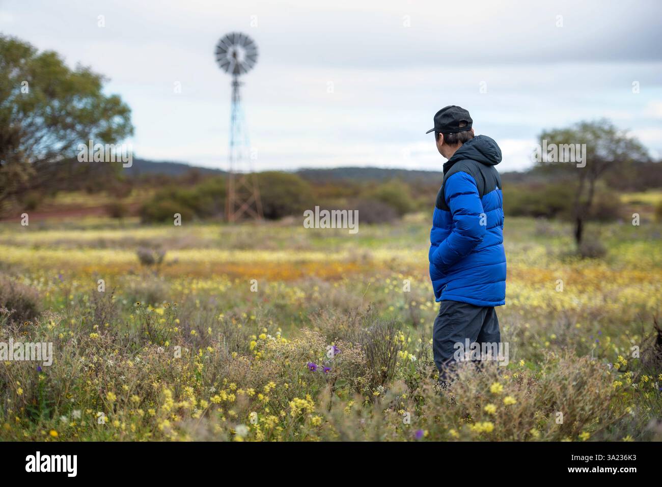 Mann mit blauer Jacke und Hut in Wildblumen, der auf die Windmühle blickt und die Natur genießt Stockfoto