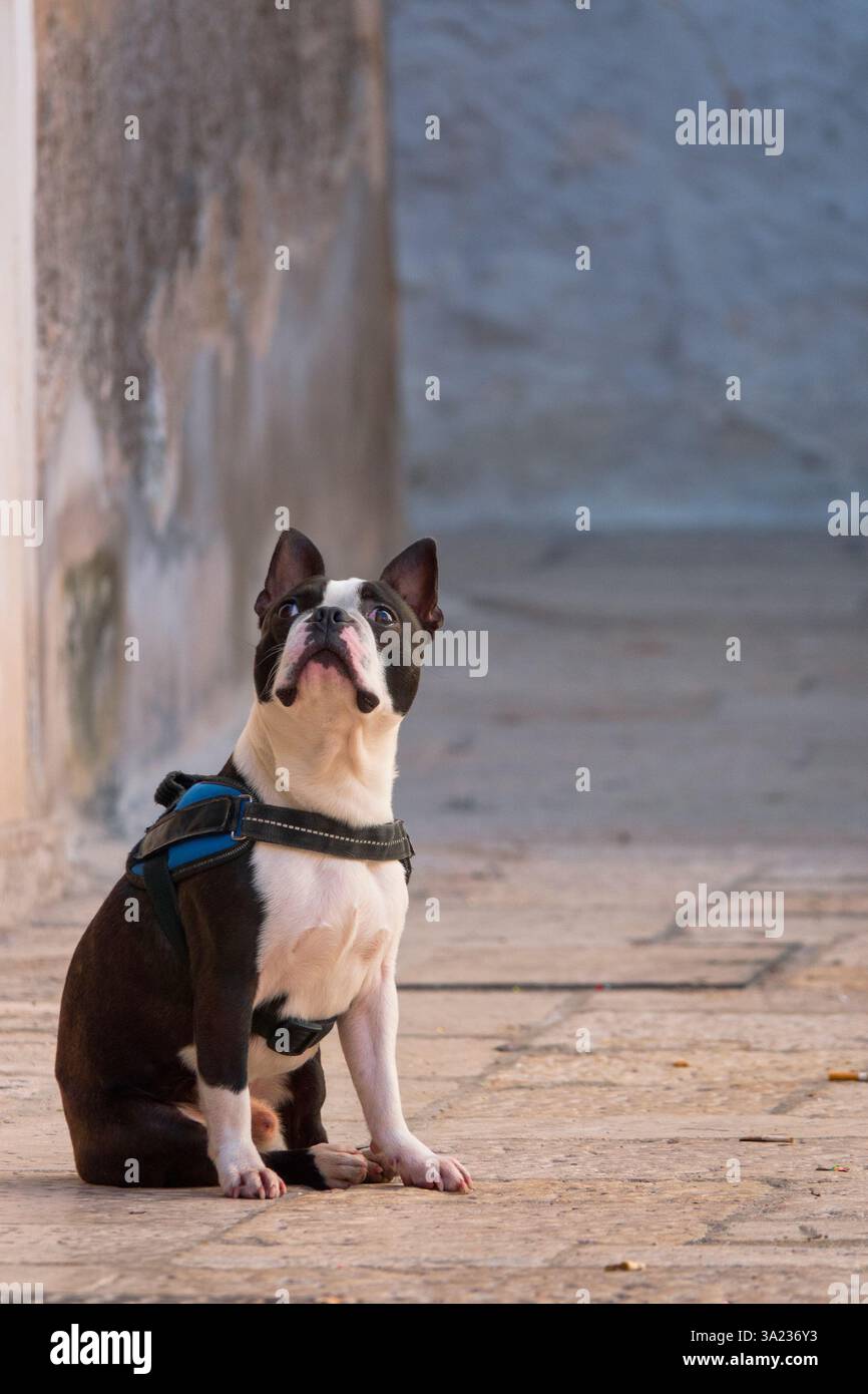 Eine französische Bulldogge (Canis Lupus familiaris) in einer Gasse von Bari Vecchia, dem historischen Zentrum von Bari, Italien. Stockfoto