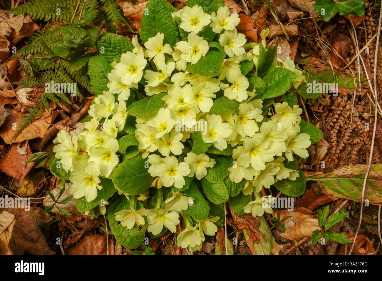 Gewöhnliche kerzengelbe Blüten - lateinischer Name - Primula vulgaris Stockfoto