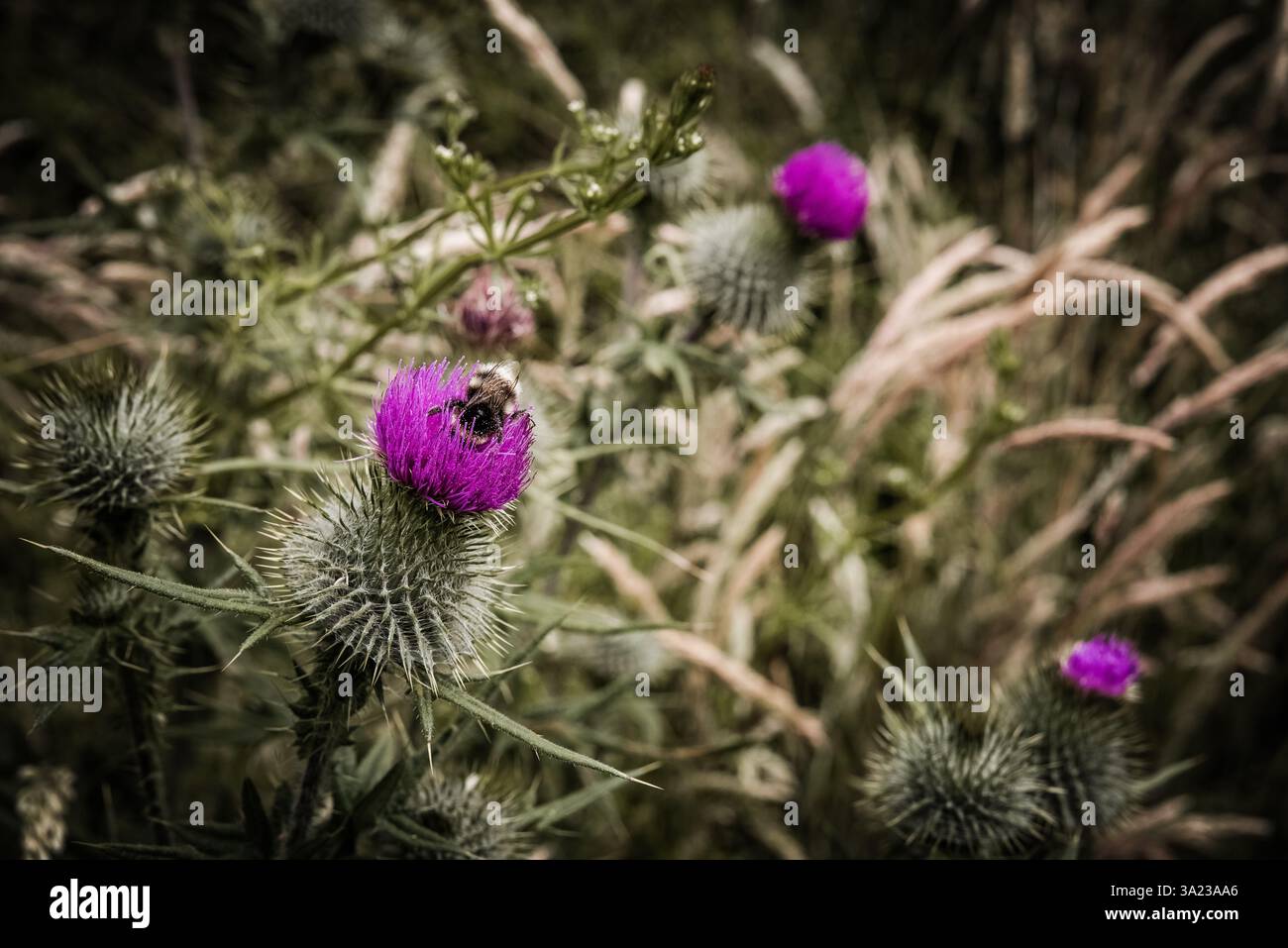 Hummel auf einer schottischen Distel, Schottland Stockfoto