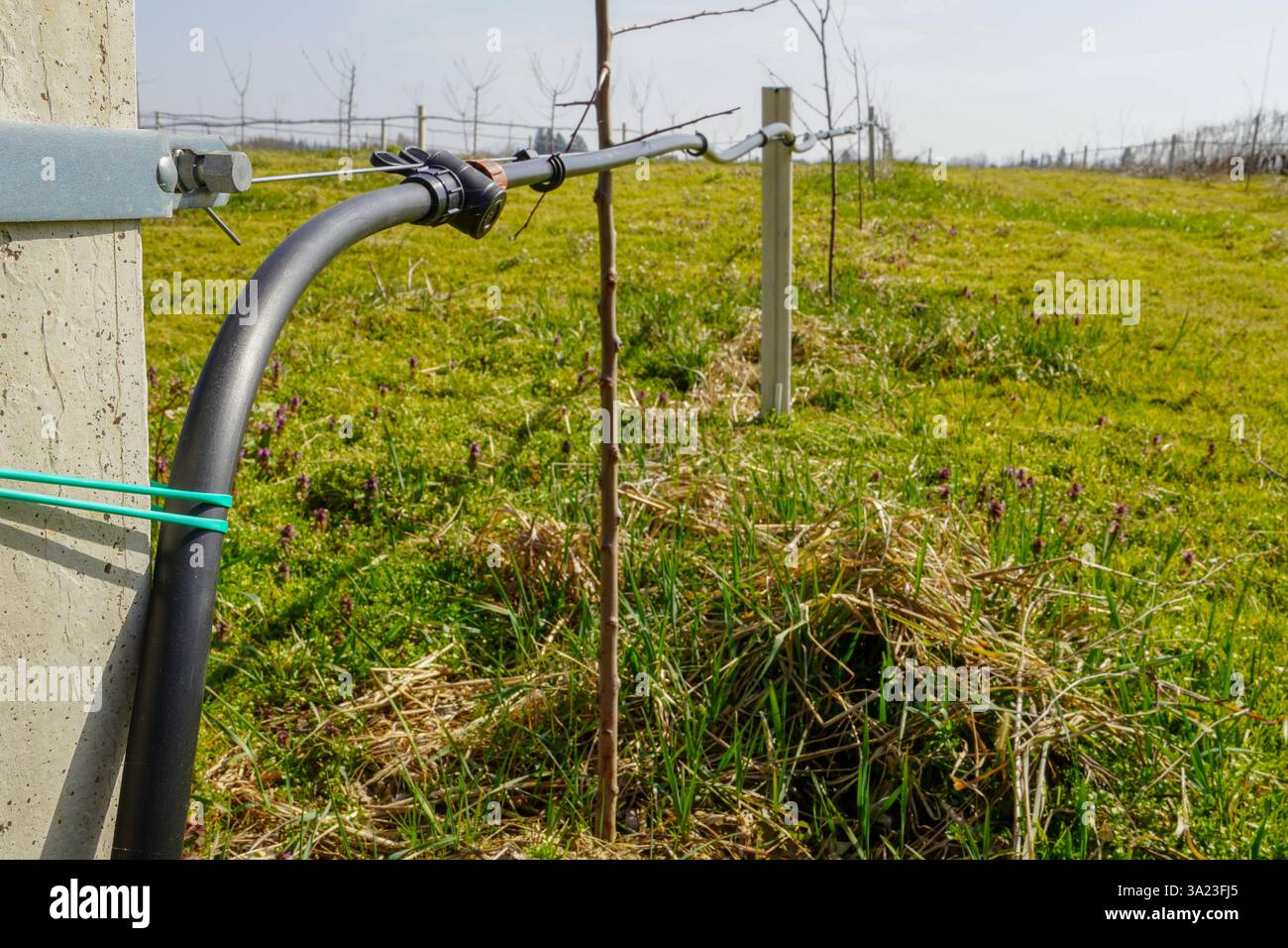 Orchard Bewässerungssystem - Tropfbewässerung Von Obstbäumen. Stockfoto