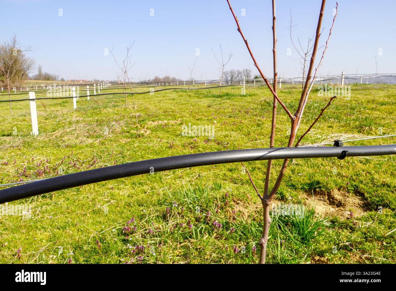 Plantage mit Bewässerungssystem zwischen Obstbäumen. Stockfoto