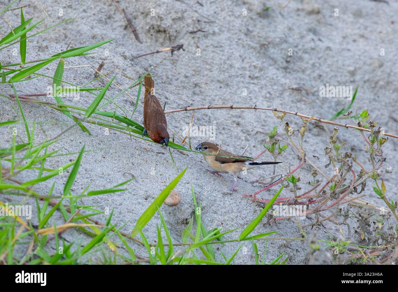 Die schuppige Munia (Lonchura punctulata), auch bekannt als gefleckte Munia, Muskatnuss-Mannikin oder gewürzfink im Tierhandel, ist eine kleine Östroldi Stockfoto