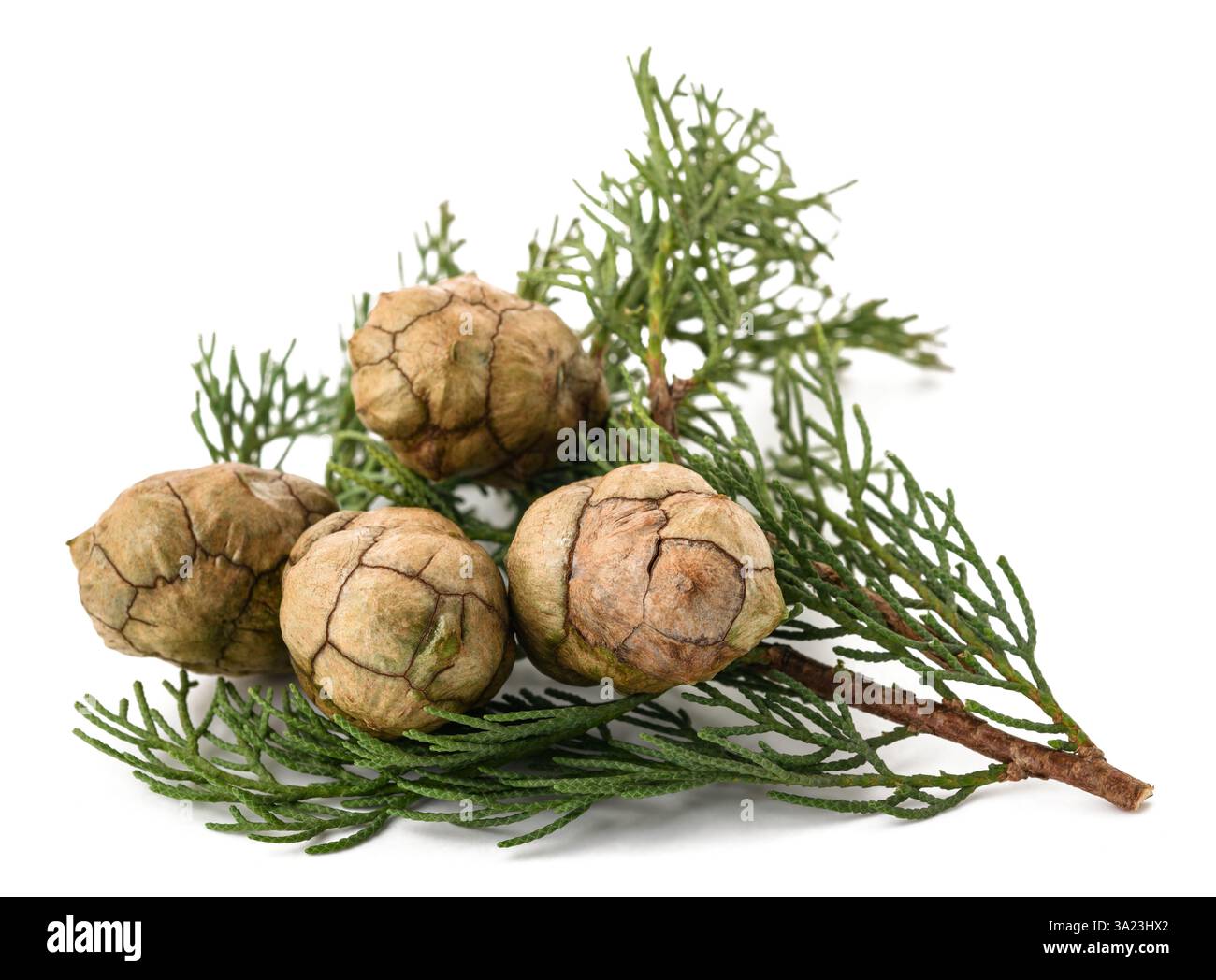 Zypressenzweig mit Kegeln isoliert auf weiß Stockfoto