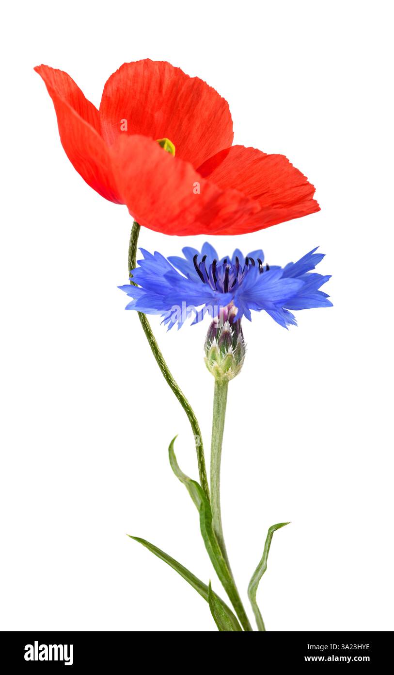 Blaue Kornblume und rote Mohnblumen isoliert auf weißem Hintergrund Stockfoto
