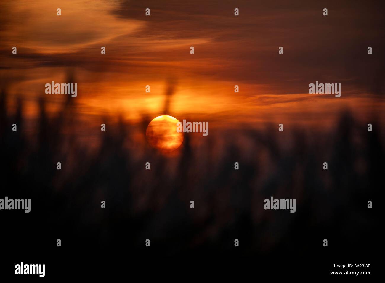 Die Sonne untergeht über einem blühenden Kans-Gras und malte die Außenbezirke von Dhaka, Bangladesch, in goldenen Tönen. Stockfoto