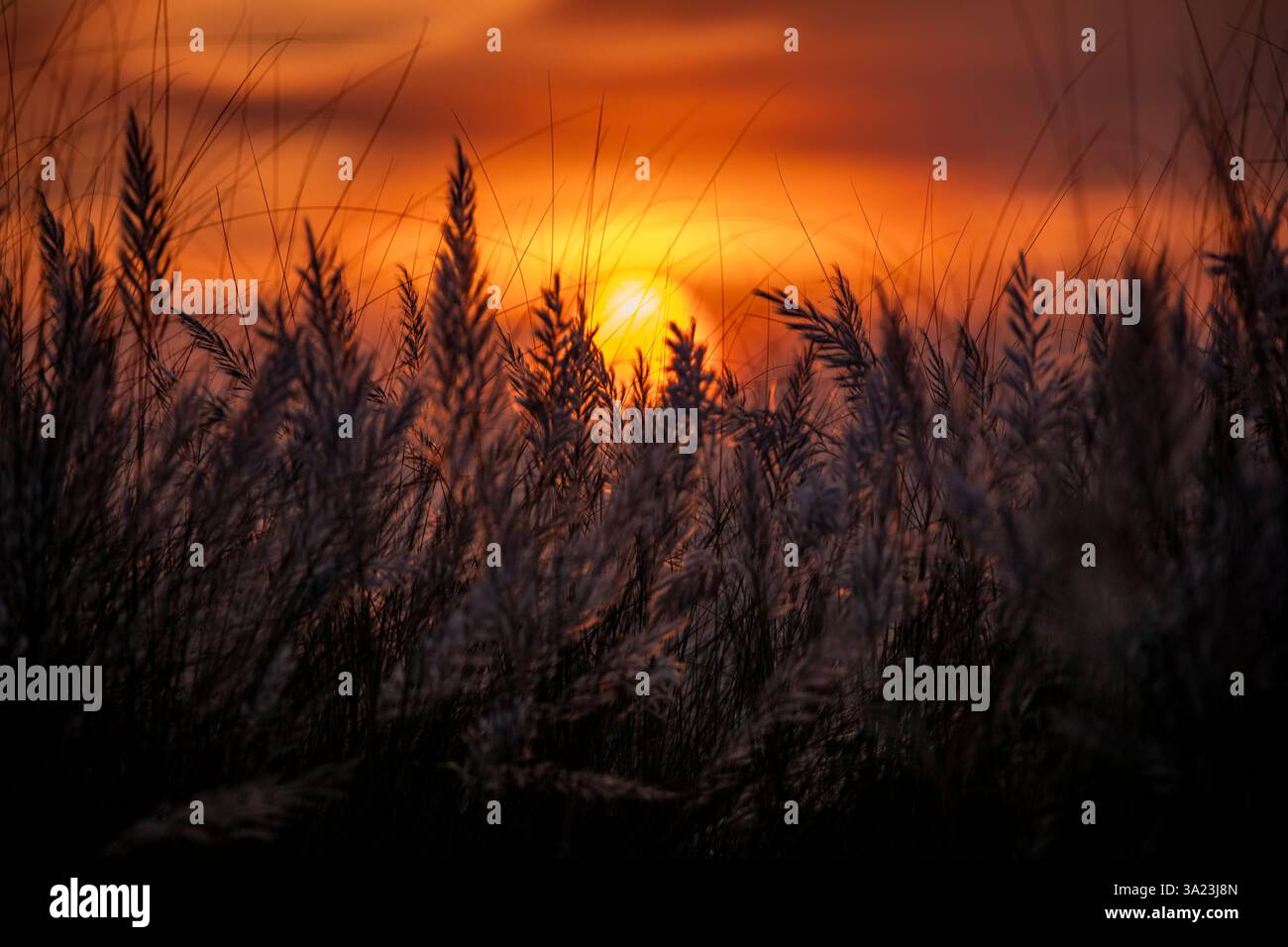 Die Sonne untergeht über einem blühenden Kans-Gras und malte die Außenbezirke von Dhaka, Bangladesch, in goldenen Tönen. Stockfoto