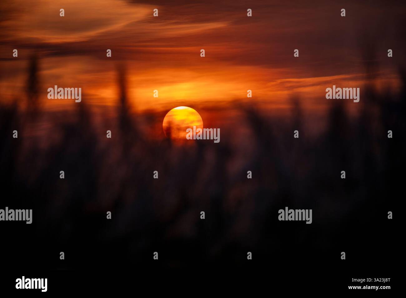 Die Sonne untergeht über einem blühenden Kans-Gras und malte die Außenbezirke von Dhaka, Bangladesch, in goldenen Tönen. Stockfoto