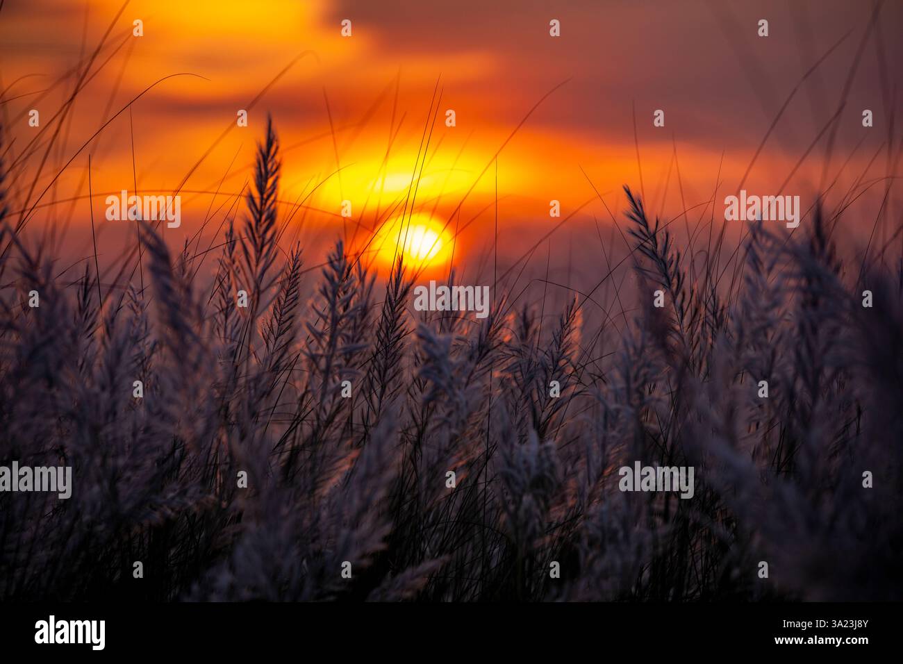 Die Sonne untergeht über einem blühenden Kans-Gras und malte die Außenbezirke von Dhaka, Bangladesch, in goldenen Tönen. Stockfoto