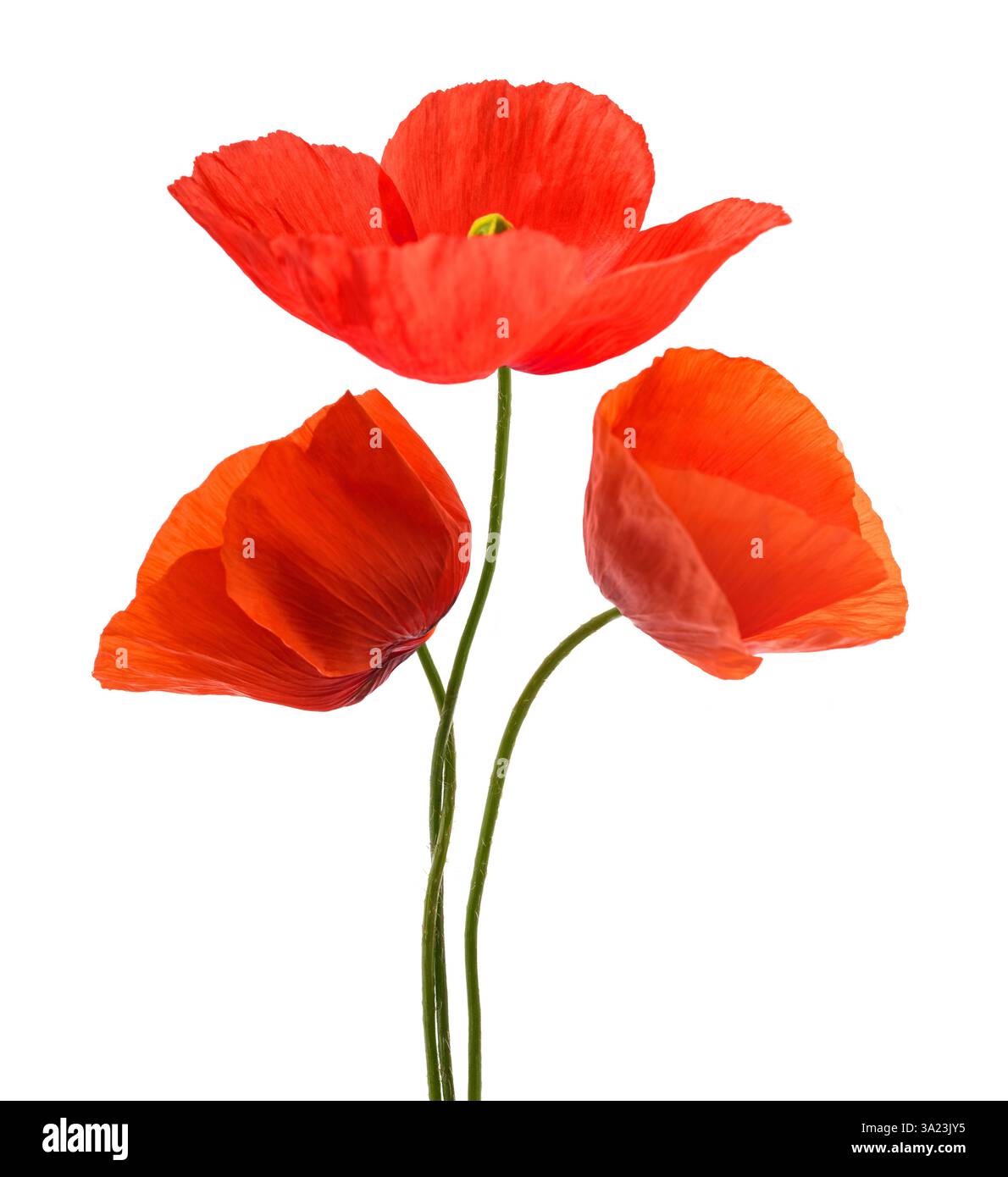 Roter Mohn Blumen auf weißem Hintergrund Stockfoto