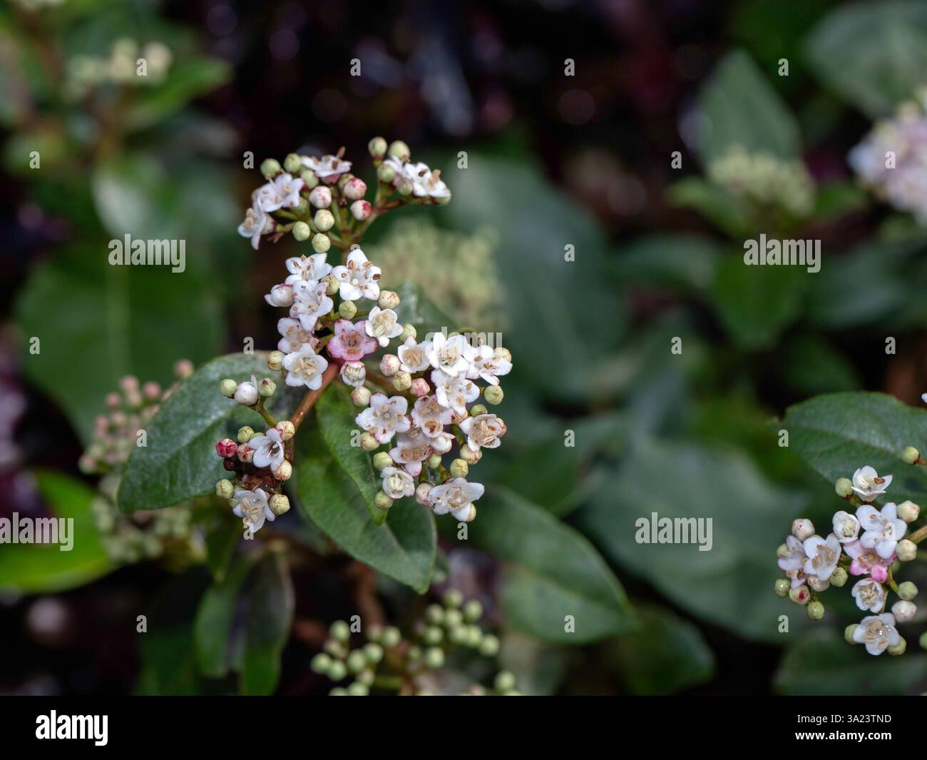 Nahaufnahme von Laurustinus-Blüten (Viburnum tinus) in einem Garten im Spätwinter Stockfoto