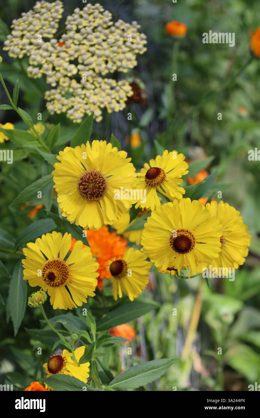 Niesweed, Ringelblume und Schafgarbe Stockfoto