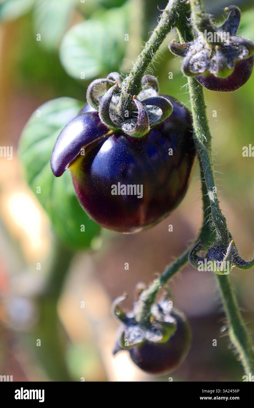 Tomate Black Cherry Stockfoto