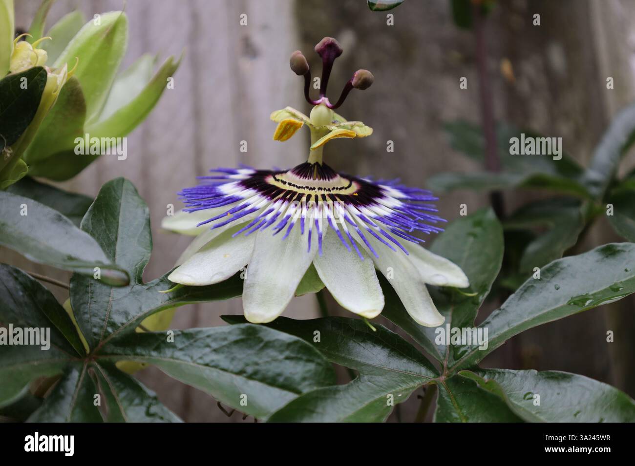 Blume der Passiflora, Passionsblume Stockfoto