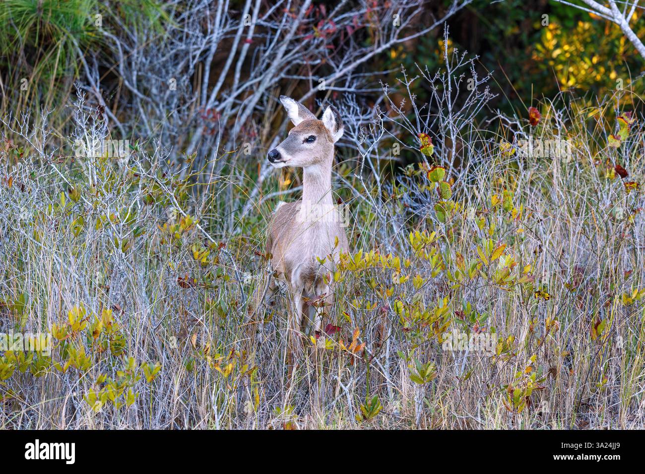 Sika Deer (weibliches Sika Deer, Cervus nippon) in der Assateague Island National Seashore auf Assateague Island bei Berlin, Worcester County, Maryland, USA Stockfoto