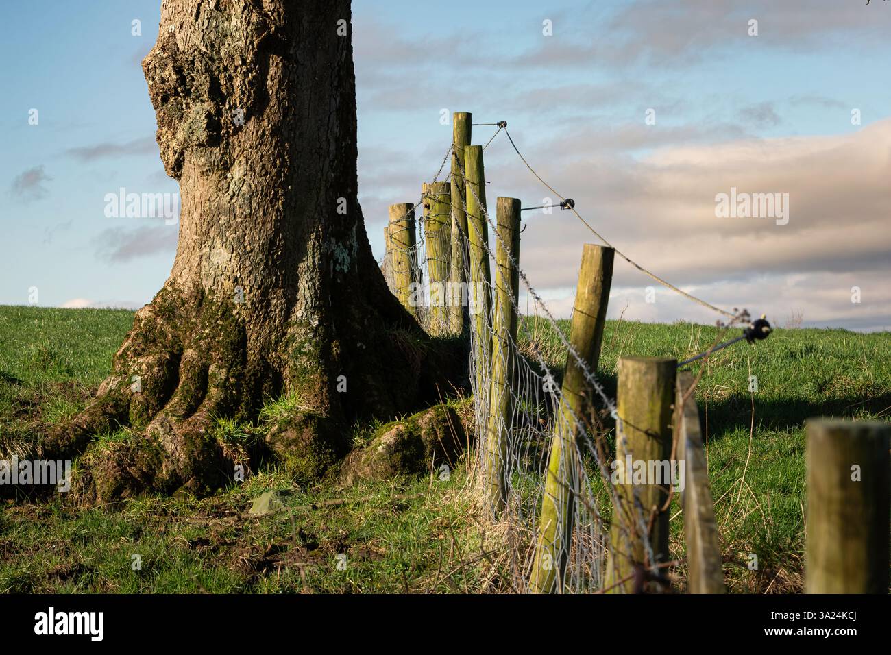 Bäume im zeitigen Frühjahr. Stockfoto