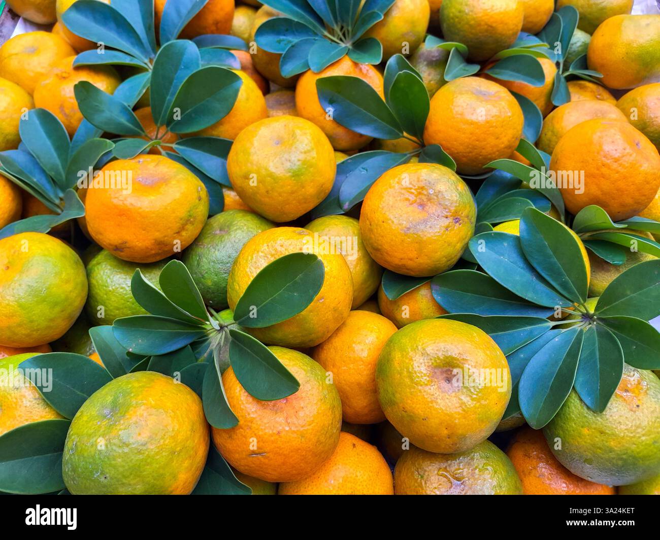 Jeruk ist eine Art kleine Orange mit einem einzigartigen Geschmack. Es wird auch Citrus Sinensis oder Jeruk Baby Java genannt und hat einen süßen Geschmack. Stockfoto