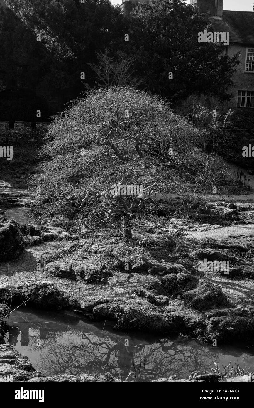 Bäume im zeitigen Frühjahr. Stockfoto