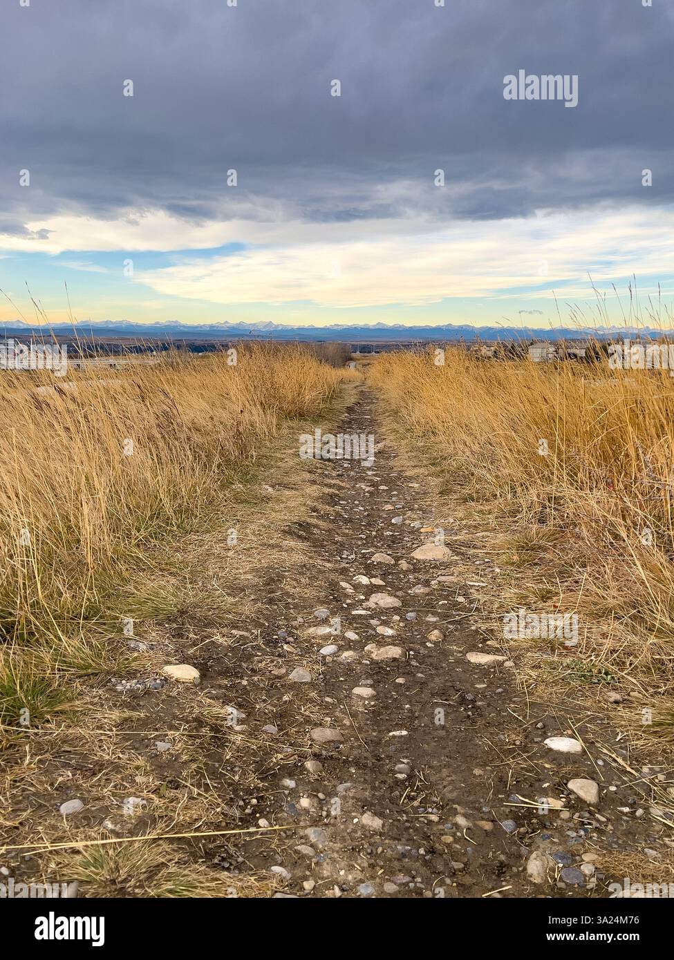 Ein zerklüfteter Feldweg mit verstreuten Felsen führt durch hohes goldenes Gras und führt zu weit entfernten Bergen unter einem bewölkten Himmel. Eine natürliche Wanderung im Freien Stockfoto