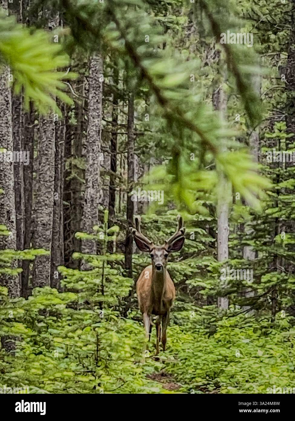 Ein junger männlicher Hirsch mit samtbedeckten Geweihen steht in einem dichten grünen Wald, umgeben von hohen immergrünen Bäumen und Unterholz. - Smartphone-aufgenommenes Stockfoto