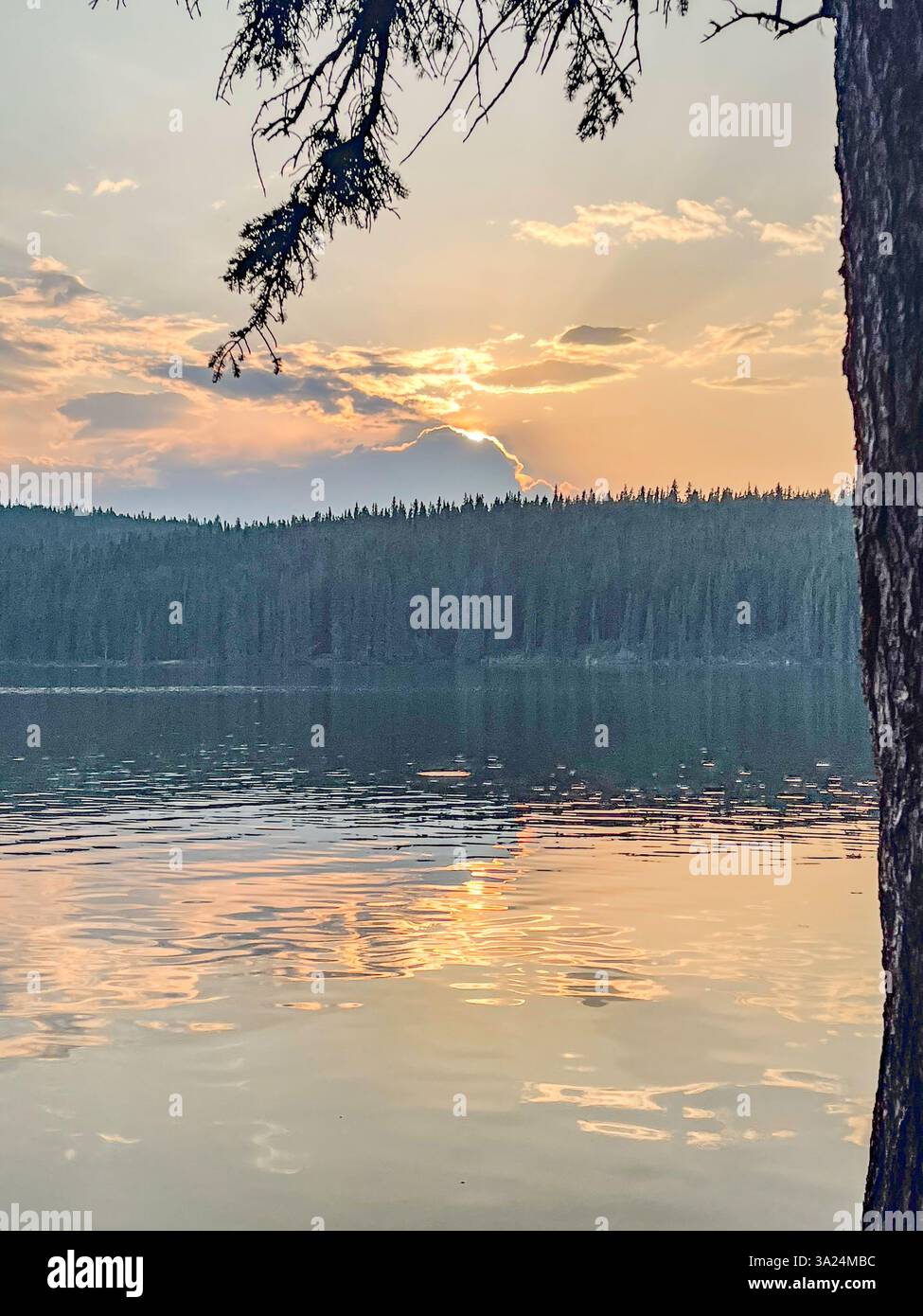 Die Sonne geht hinter einer Wolkenschicht über einem ruhigen See unter und wirft goldenes Licht. Eine Baumverzweigung erstreckt sich in den Rahmen und fügt dem bewaldeten Backg Tiefe hinzu Stockfoto