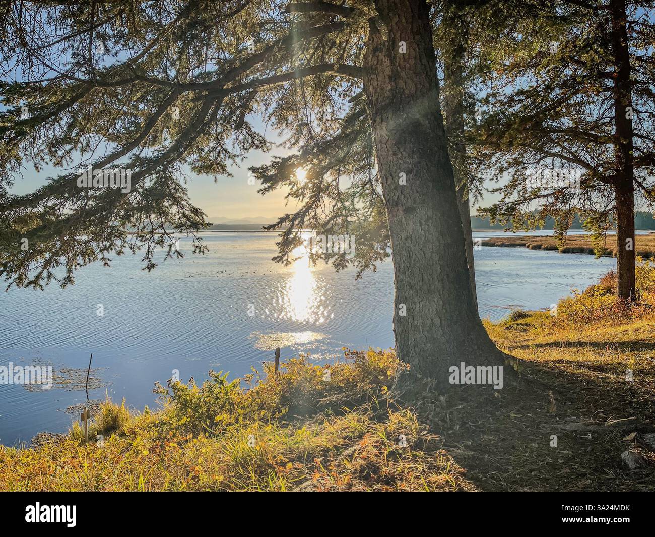 Ein Blick auf den See mit einem großen Baum mit Ästen, die sich über ruhiges Wasser erstrecken und das goldene Sonnenlicht reflektieren. Gras und Laub bilden den Vordergrund Stockfoto