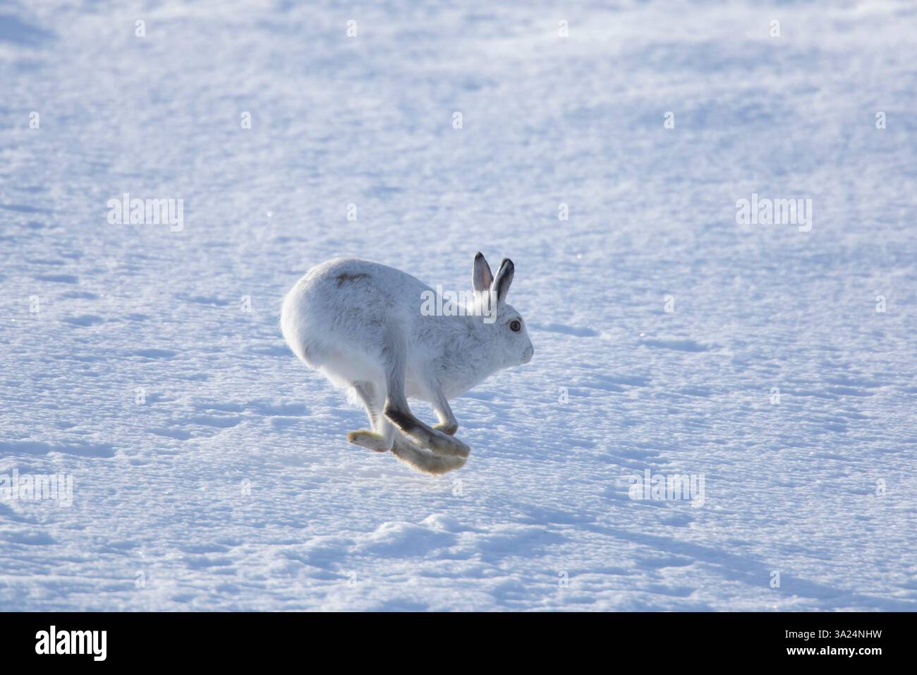 Berghase, Lepus timidus, laufender Hase im Schnee, Cairngorms National Park, Schottland, Europa Stockfoto