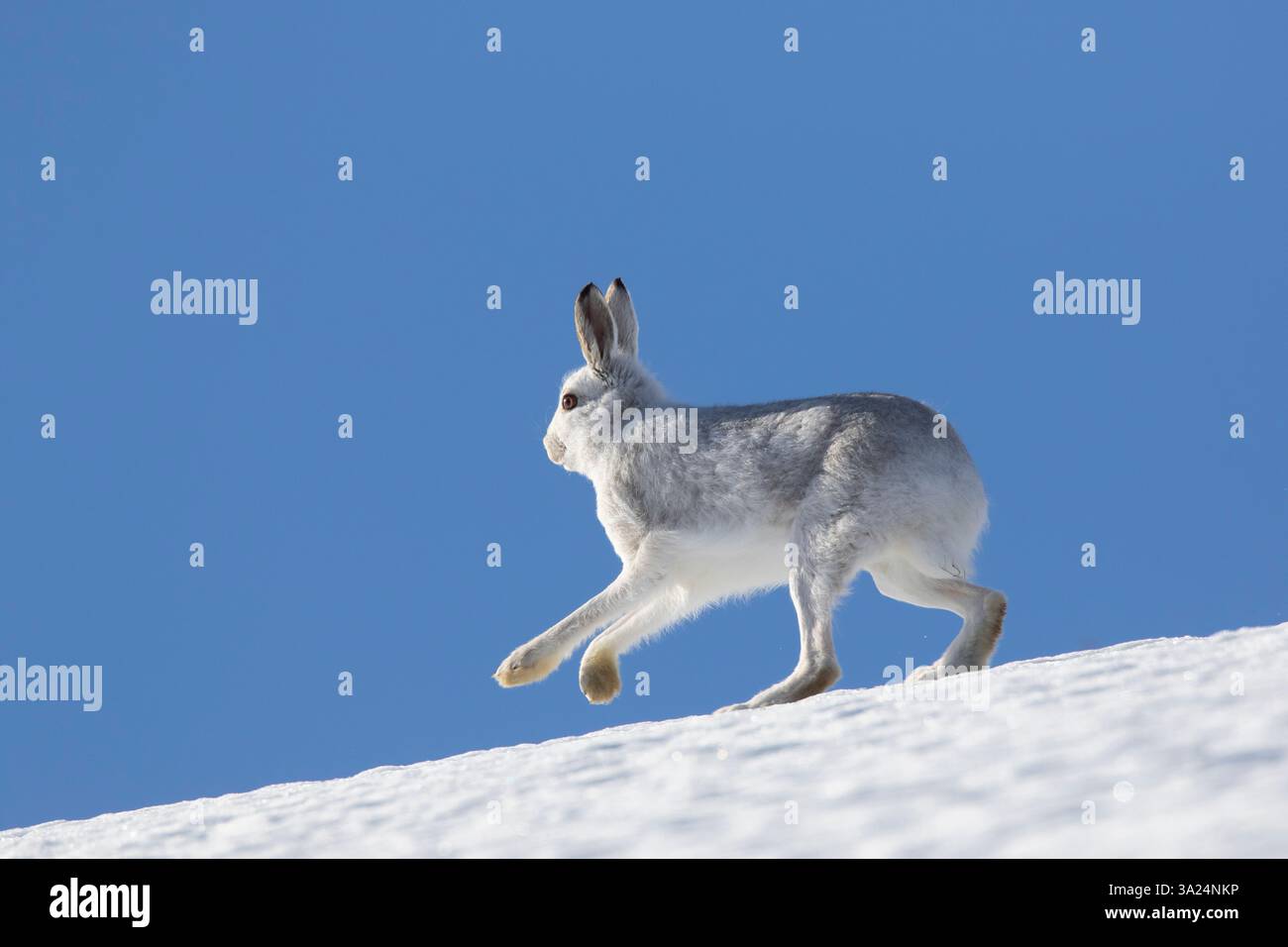 Berghase, Lepus timidus, laufender Hase im Schnee, Cairngorms National Park, Schottland, Europa Stockfoto