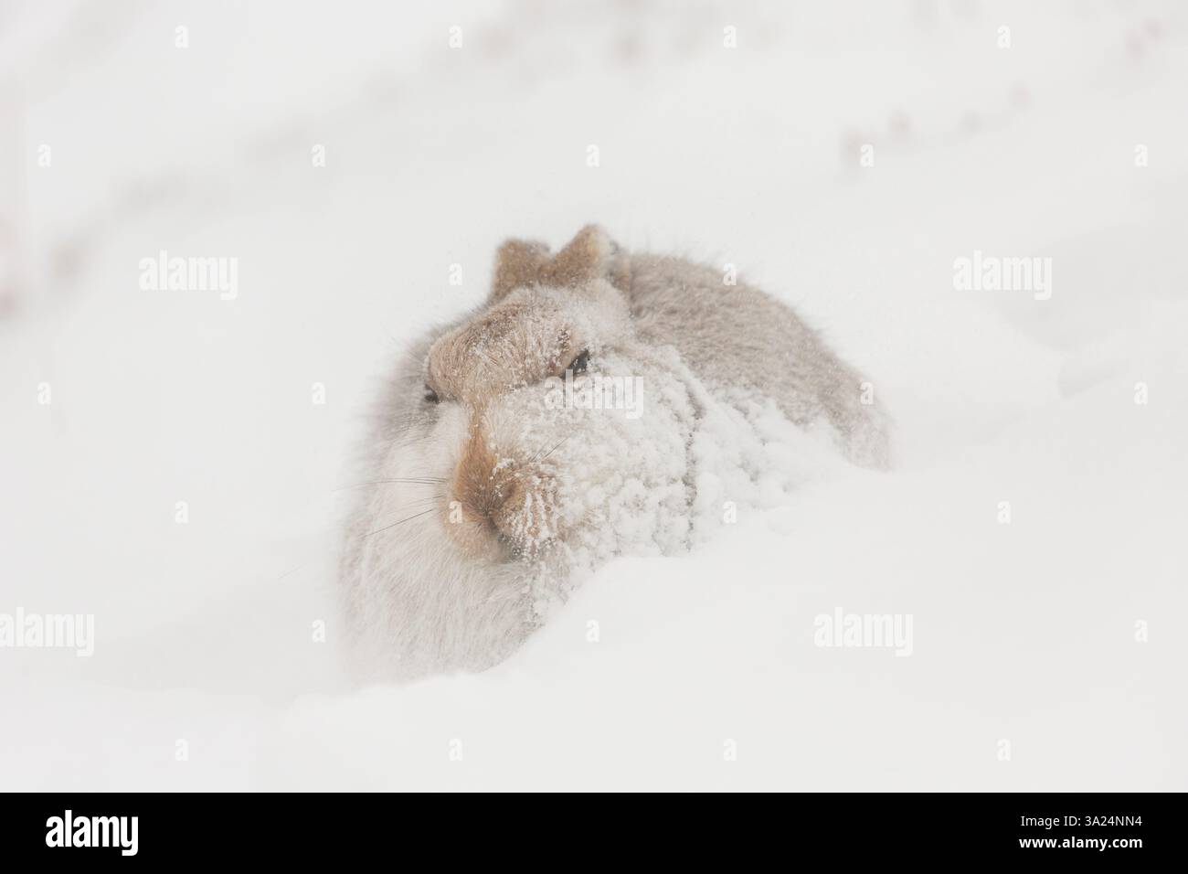 Berghase, Lepus timidus, erwachsener Hase in Schneewehen, Cairngorms National Park, Schottland, Europa Stockfoto