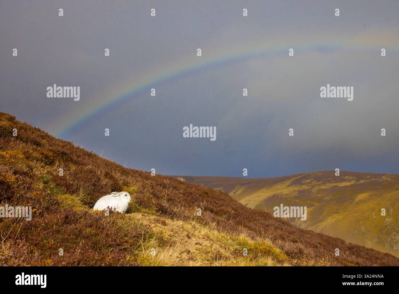 Berghase, Lepus timidus, Hase und Regenbogen, Cairngorms National Park, Schottland, Europa Stockfoto