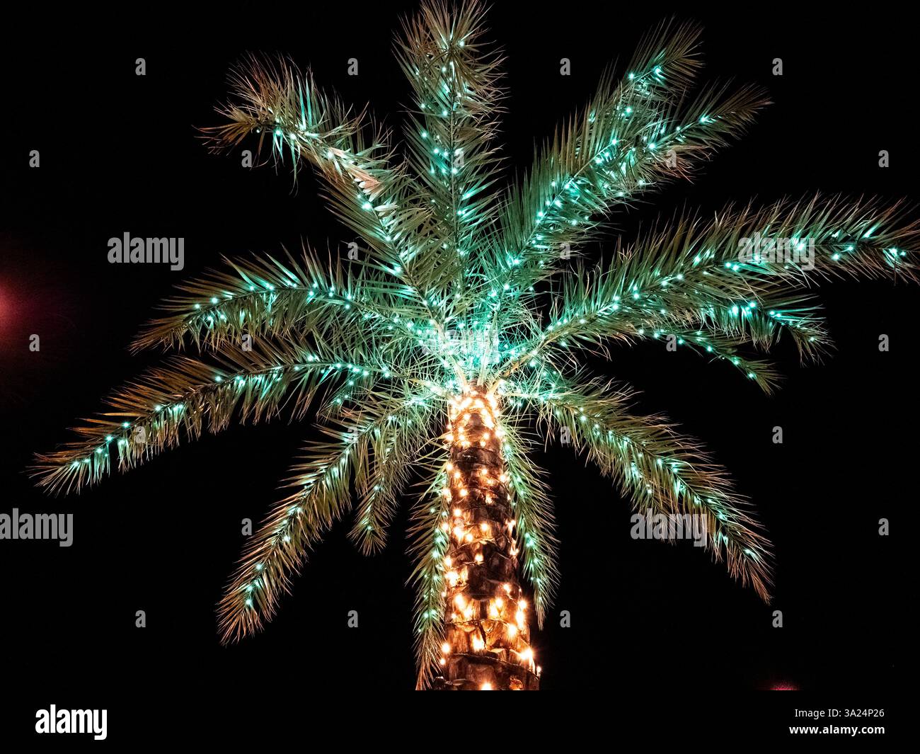 Einzelne Palme mit grünen Weihnachtslichtern oben und gelben Lichtern auf dem Stamm Aganist ein dunkelblauer, schwarzer Himmel Stockfoto