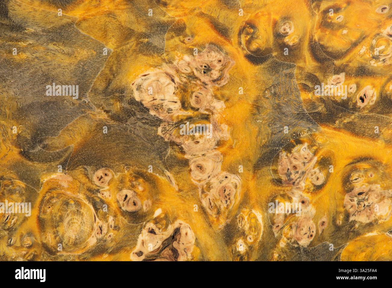 Makrofoto eines hölzernen Hintergrunds mit einer glatten und gleichmäßigen Textur, die mit farbigem Harz imprägniert ist, um die Festigkeit der Textur zu erhöhen. Stabilisierter AA Stockfoto