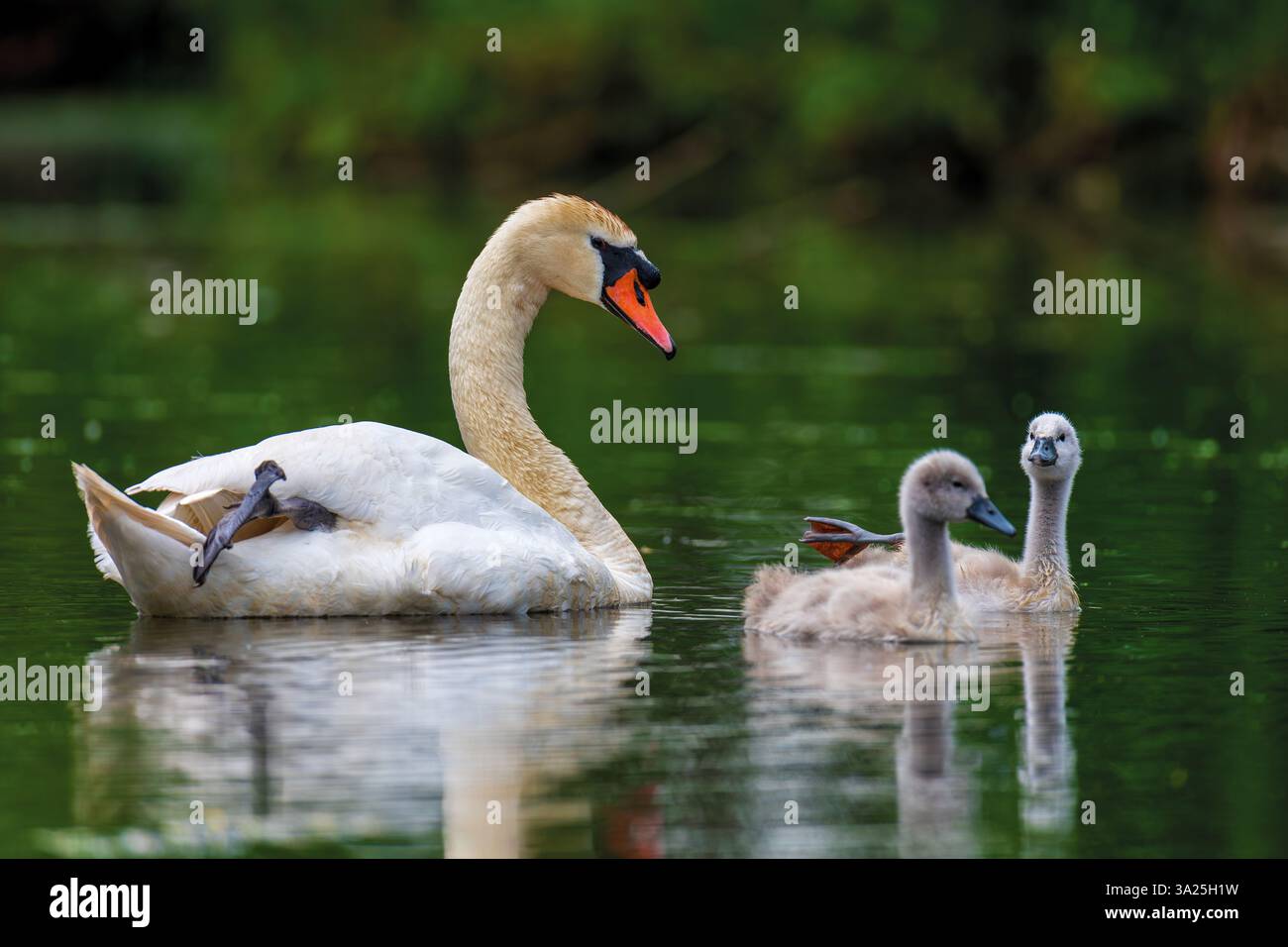 Schwan mit Baby stummschalten. Zygneten am Sommertag in ruhigem Wasser. Vogel im Naturraum. Tierwelt Stockfoto