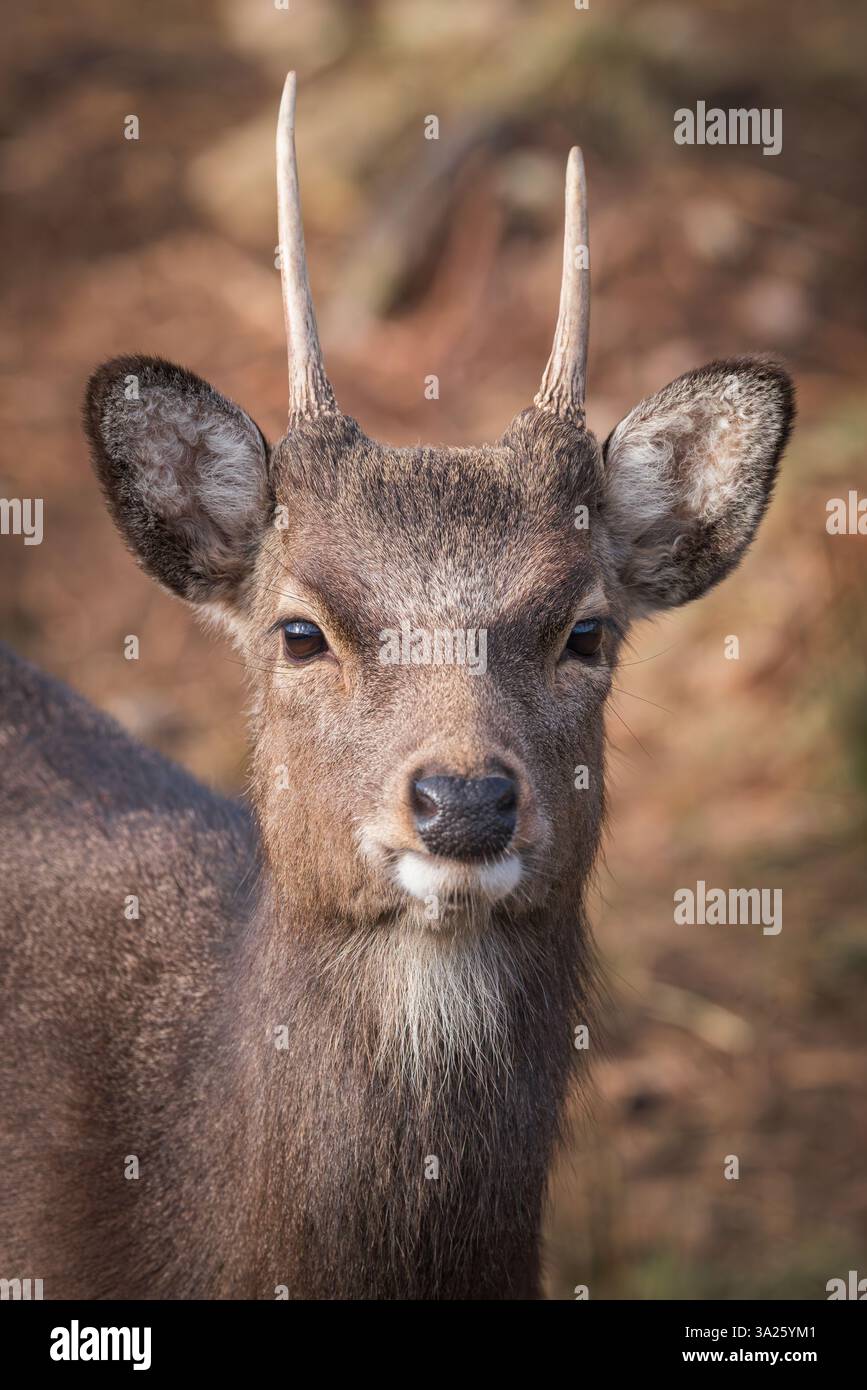 Sika Deer [ Cervus nippon ] Kopf und Schultern von Hirsch im Bainloch Deer Park, Dumfries and Galloway, Schottland, Großbritannien Stockfoto