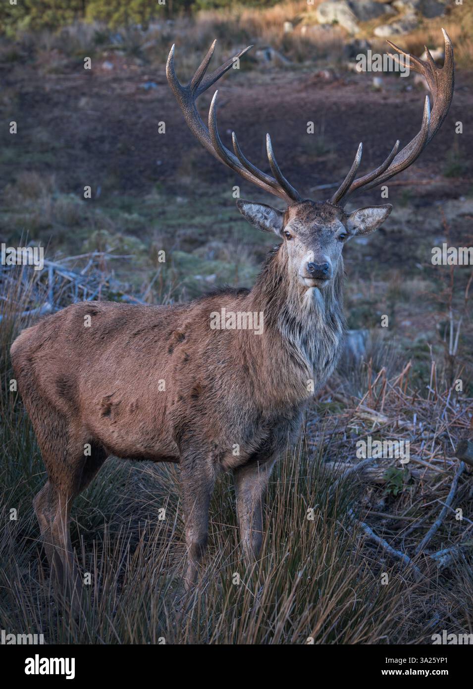 Rotwild [ Cervus elaphus ] Hirsch mit großen Geweihen im Bainloch Deer Park, Dumfries and Galloway, Schottland, Großbritannien Stockfoto