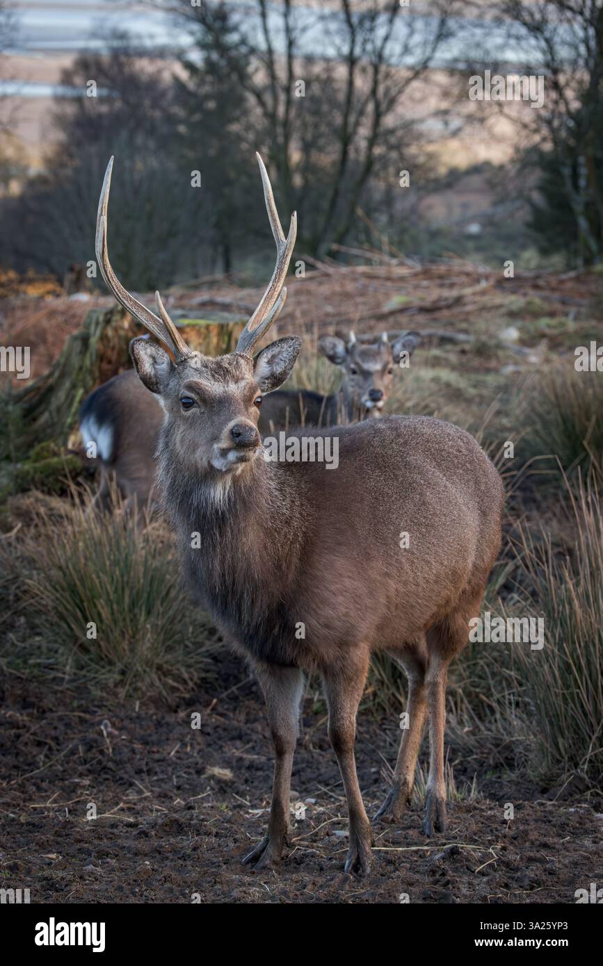 Sika Deer [ Cervus nippon ] 2 Hirsche im Bainloch Deer Park, Dumfries and Galloway, Schottland, Großbritannien mit Stroh in seinem Geweih Stockfoto