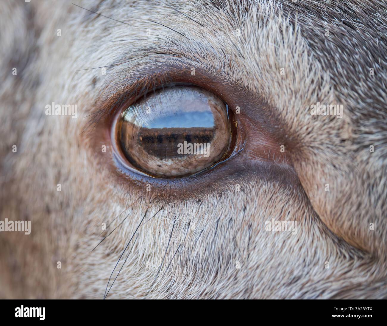 Red Deer [ Cervus elaphus ] Nahaufnahme von Hinds Eye im Bainloch Deer Park, Dumfries and Galloway, Schottland, Großbritannien Stockfoto