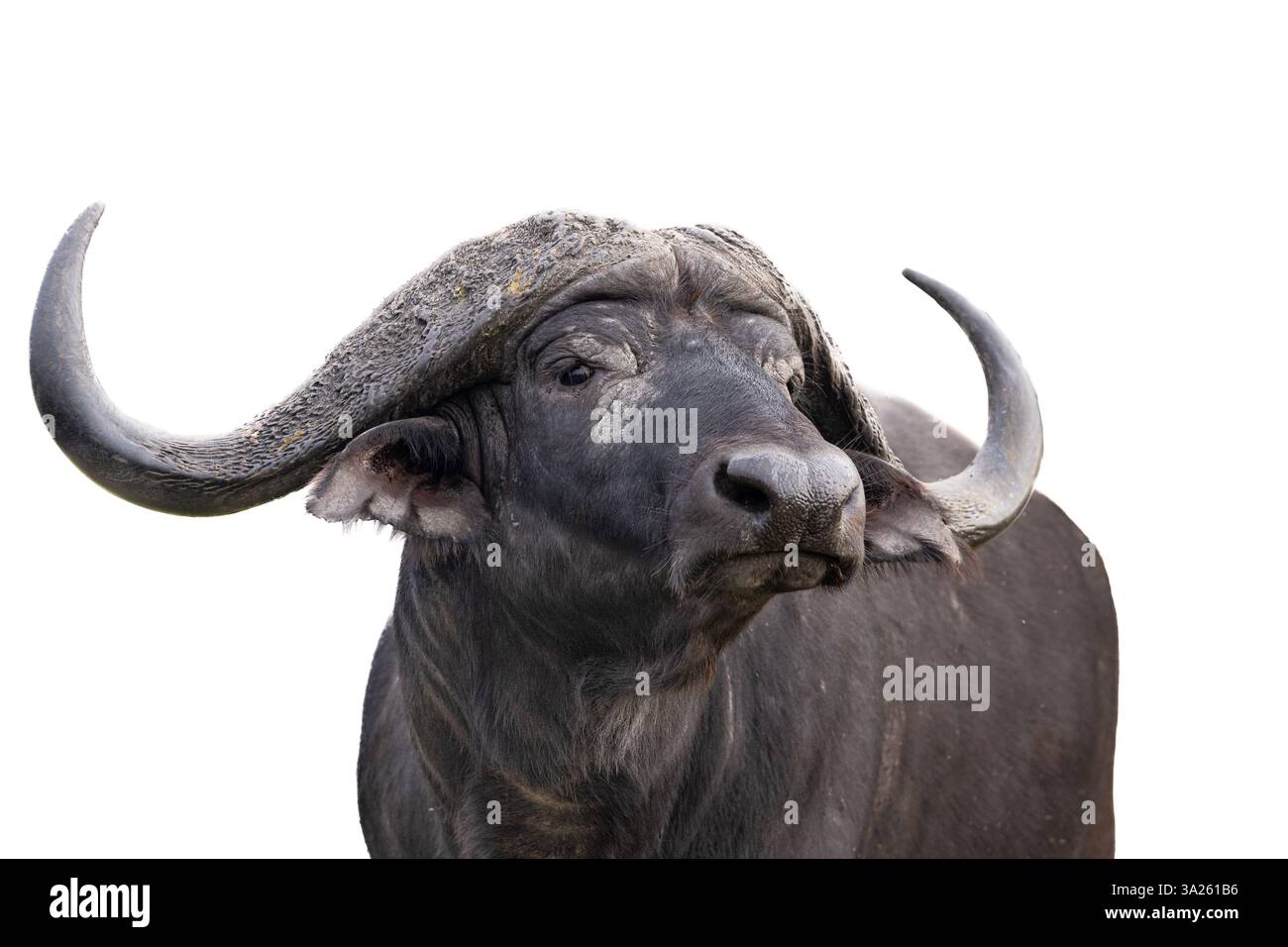 Buffalo, Syncerus Caffer, Bulle in einer hochwertigen Farbeinstellung. Stockfoto
