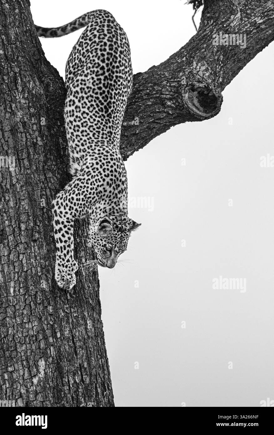 Leopard, Panthera pardus, Weibchen klettert einen Baum hinunter, in Schwarz-weiß. Stockfoto