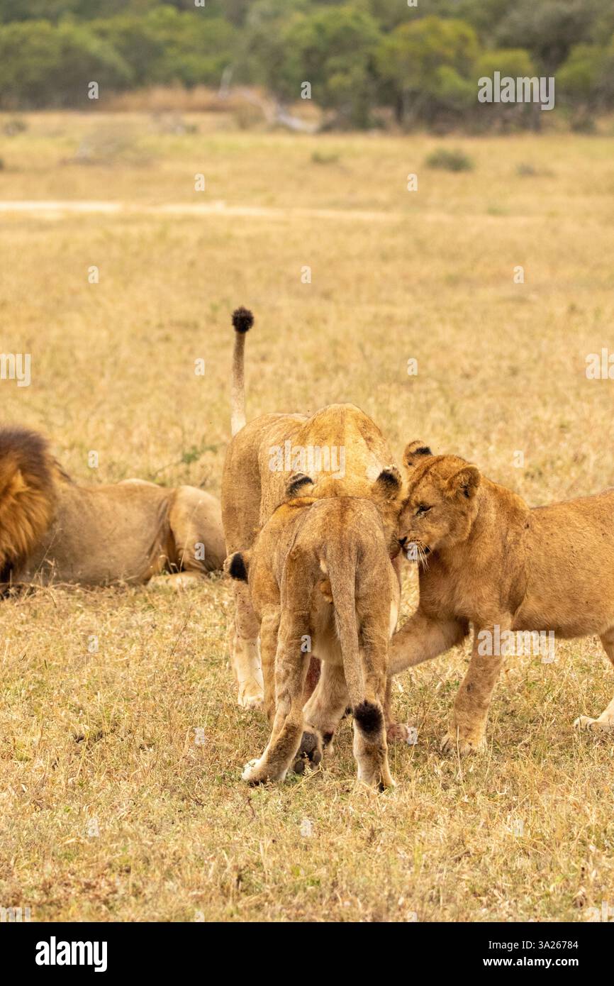 Löwe, Panthera leo, Stolz interagiert. Stockfoto