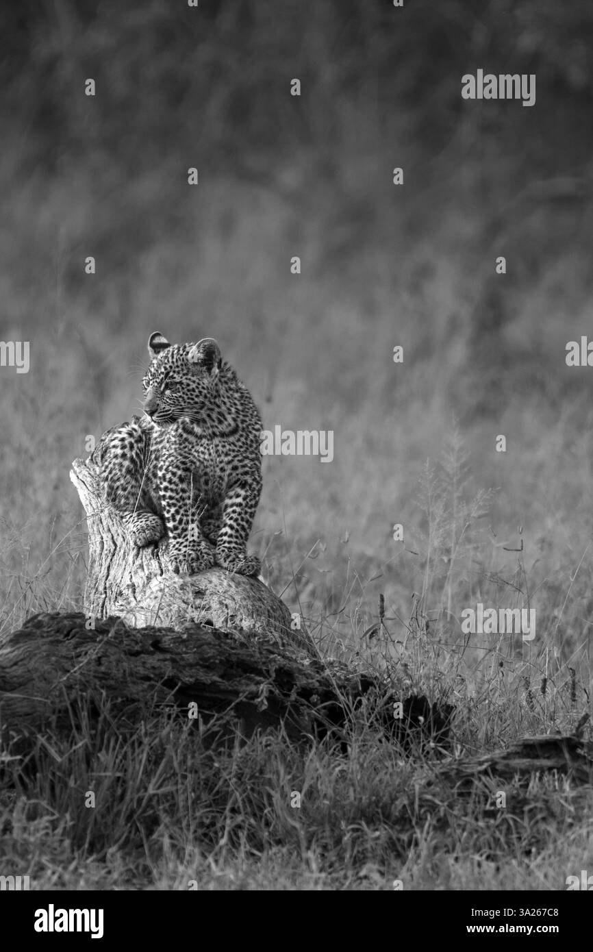 Leopardenjunges, Panthera pardus, in Schwarz-weiß. Stockfoto