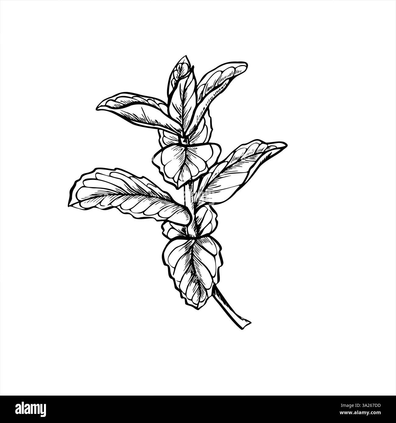 Illustration von frischer Minzzweig oder Pfefferminzblätter in Schwarzweiß. Aromatischer melissa-Zweig realistische grafische Skizze. Blumig gesund Stock Vektor