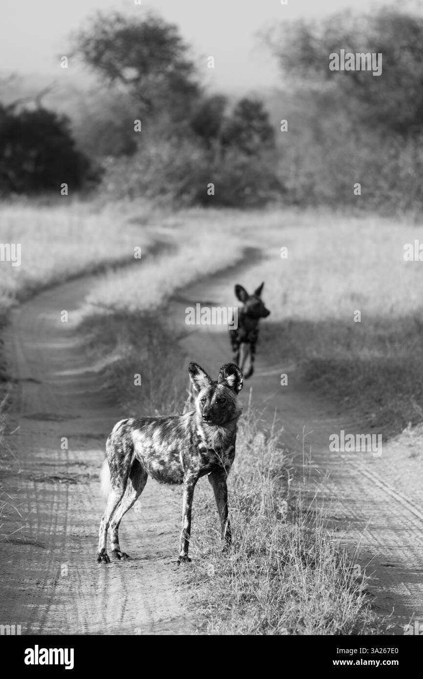 Afrikanische Wildhunde, Lycaon pictus, in Schwarz-weiß. Stockfoto