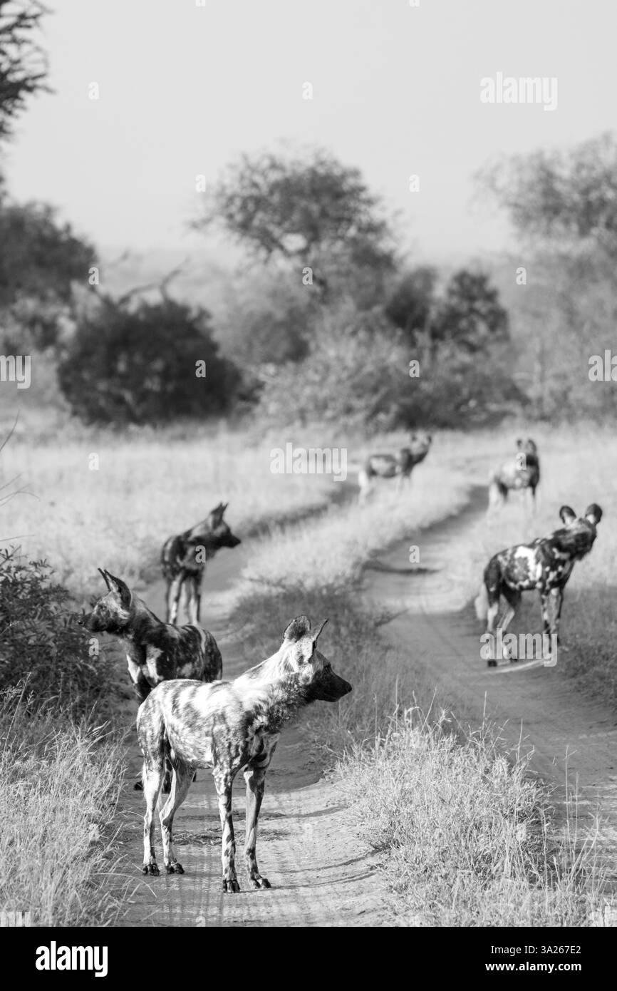Afrikanische Wildhunde, Lycaon Pictus, Packung in Schwarz-weiß. Stockfoto