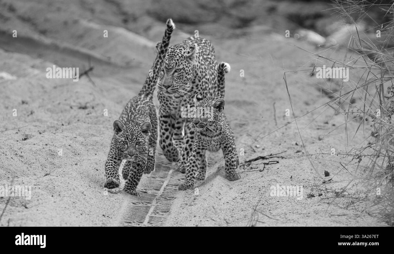 Leopard, Panthera pardus, Weibchen und Jungen in Schwarz-weiß. Stockfoto