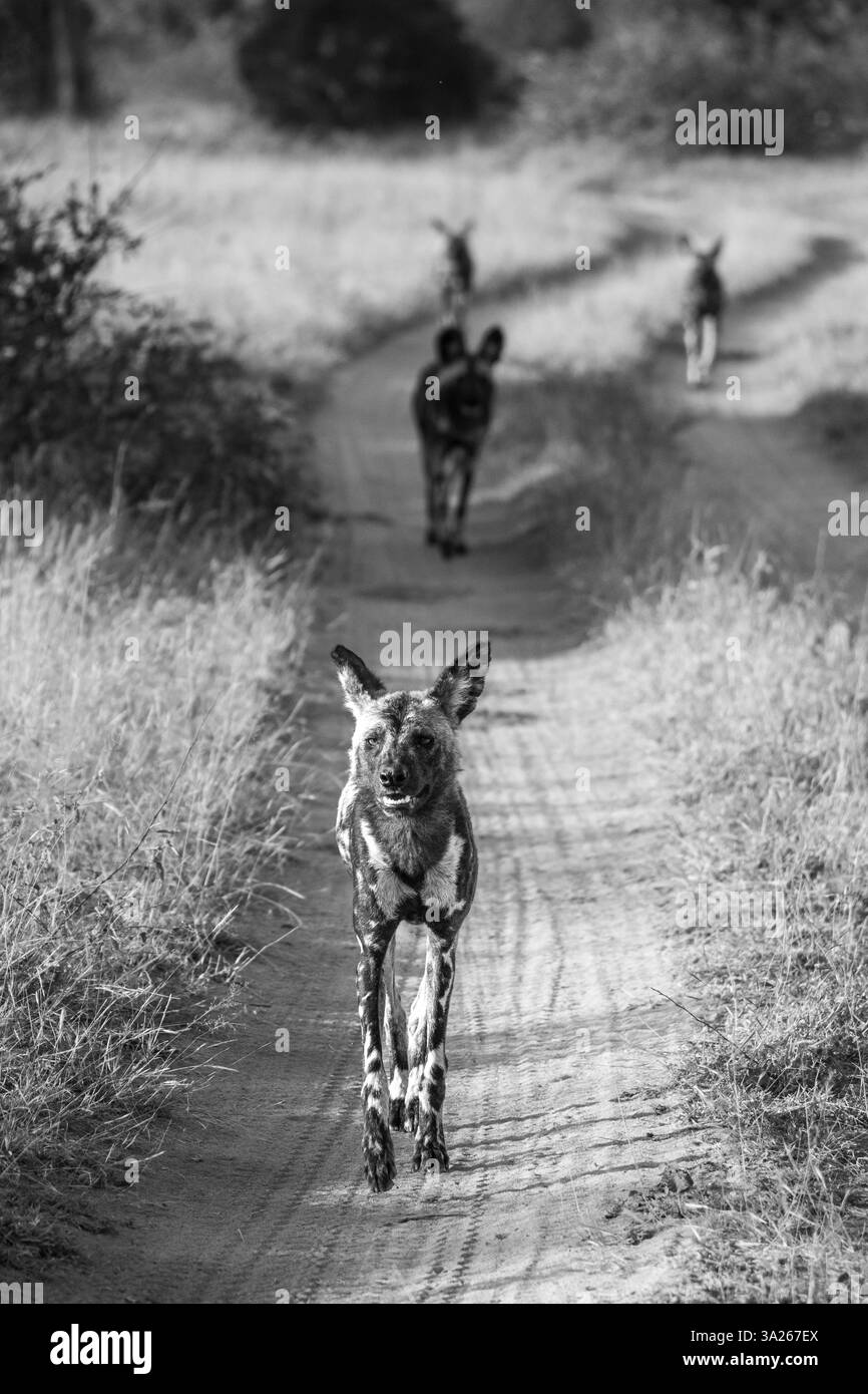 Afrikanische Wildhunde, Lycaon pictus, in Schwarz-weiß. Stockfoto
