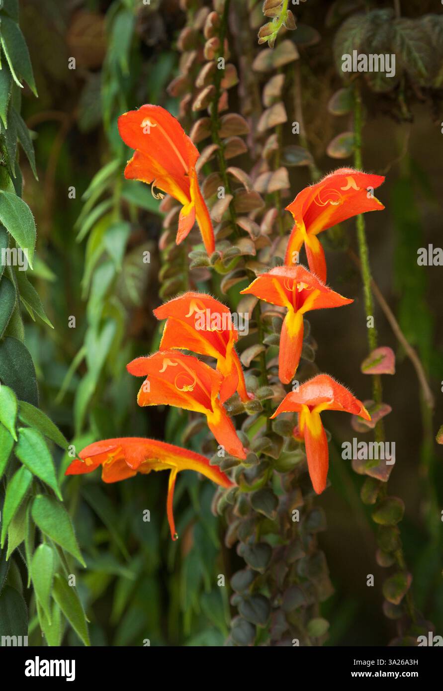 Columnea gloriosa, auch bekannt als Goldfischpflanze. Leuchtend orange-rote, röhrenförmige Blüten, die Goldfischen ähneln. Stockfoto
