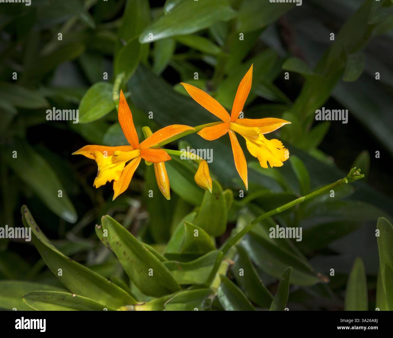 Orchid Epidendrum Sprosse Aroon, Epidendrum ibaguense oder Epidendrum Orange Blaze Stockfoto